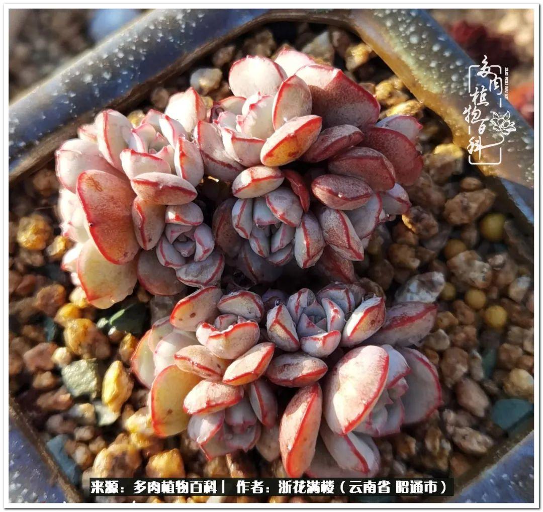 多肉植物白眉_多肉白眉好養嗎_白眉多肉的品種
