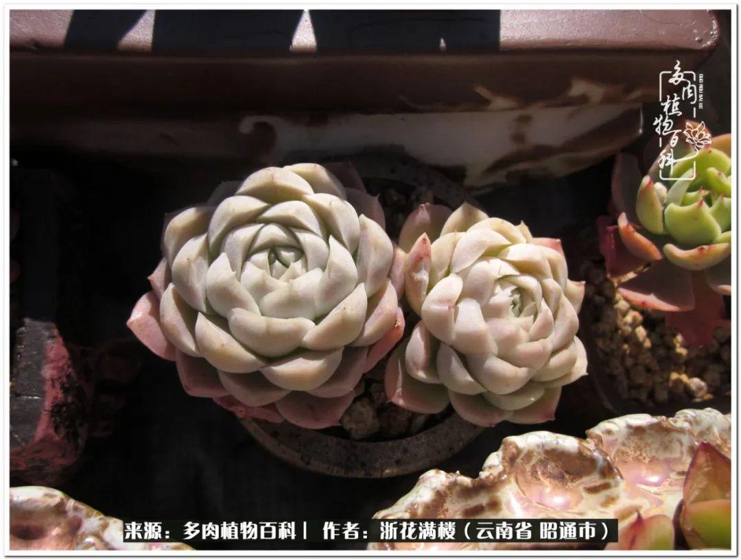 多肉白眉好養嗎_白眉多肉的品種_多肉植物白眉