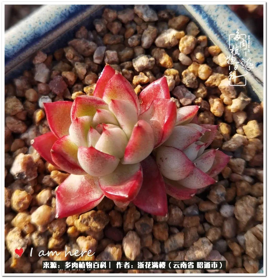 多肉白眉好養嗎_多肉植物白眉_白眉多肉的品種