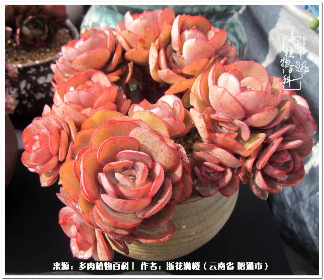 多肉植物白眉_白眉多肉的品種_多肉白眉好養嗎
