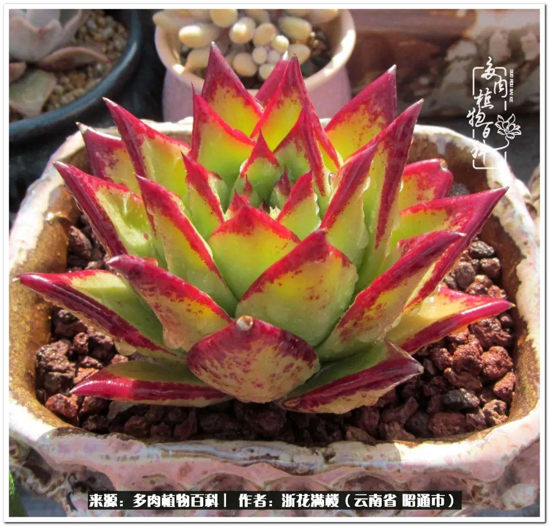 多肉白眉好養嗎_多肉植物白眉_白眉多肉的品種