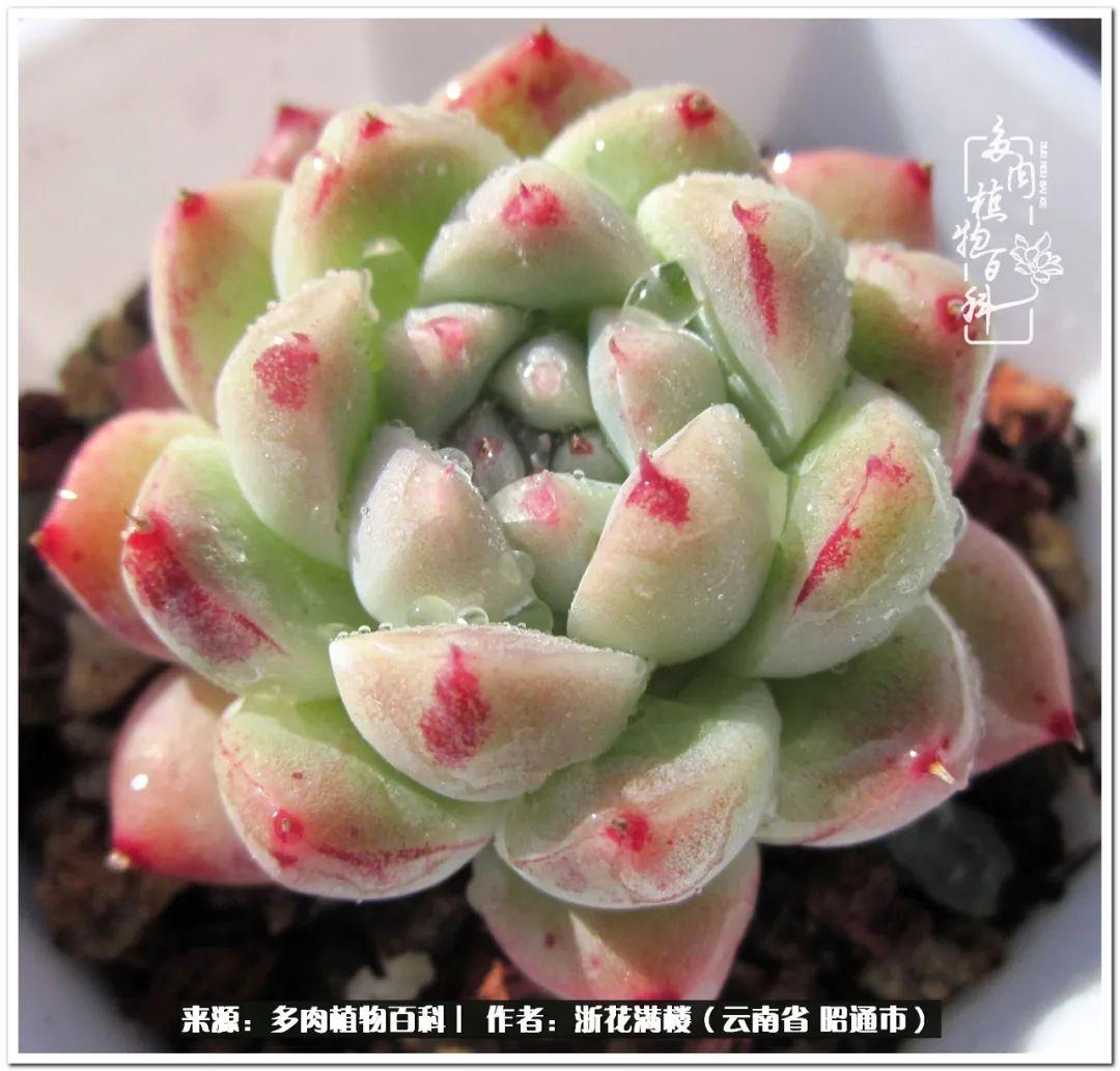白眉多肉的品種_多肉白眉好養嗎_多肉植物白眉