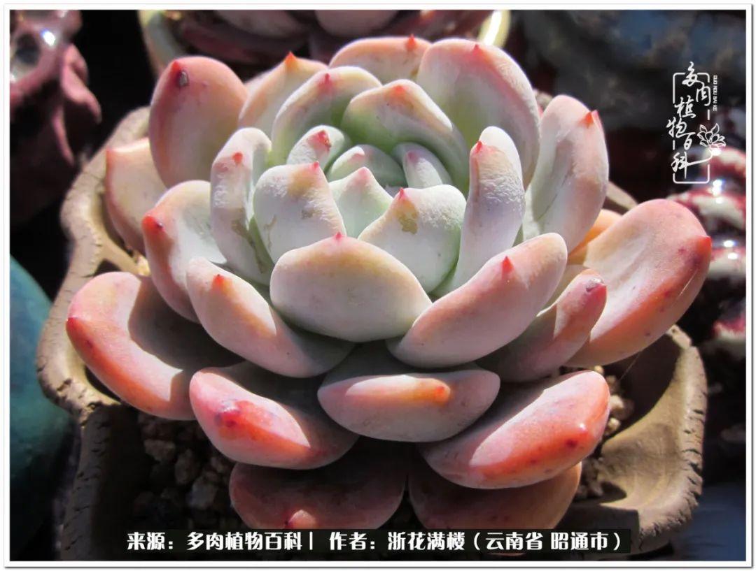 白眉多肉的品種_多肉白眉好養嗎_多肉植物白眉