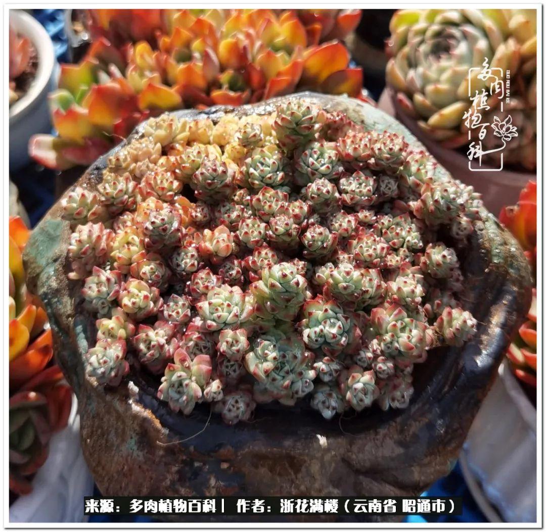 白眉多肉的品種_多肉白眉好養嗎_多肉植物白眉