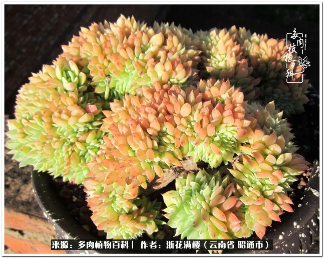 多肉植物白眉_多肉白眉好養嗎_白眉多肉的品種