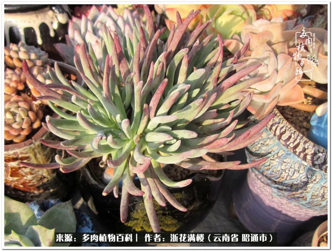 白眉多肉的品種_多肉植物白眉_多肉白眉好養嗎