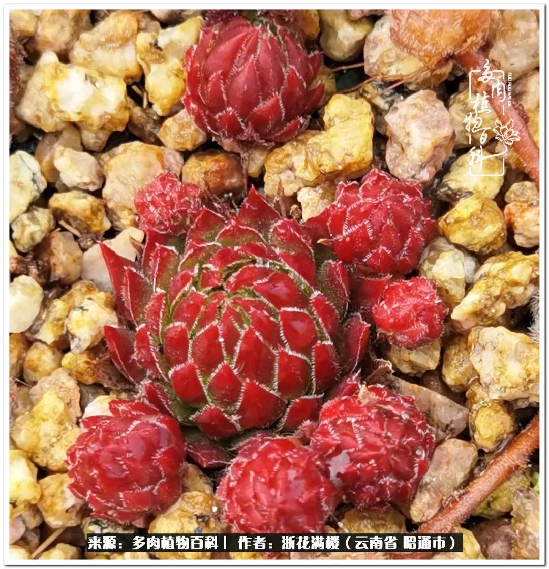 白眉多肉的品種_多肉植物白眉_多肉白眉好養嗎
