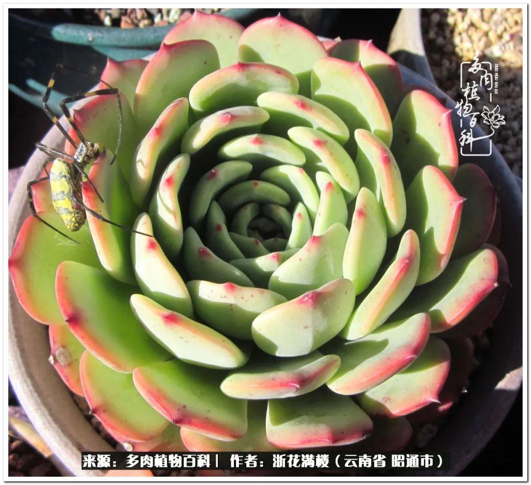 白眉多肉的品種_多肉白眉好養嗎_多肉植物白眉