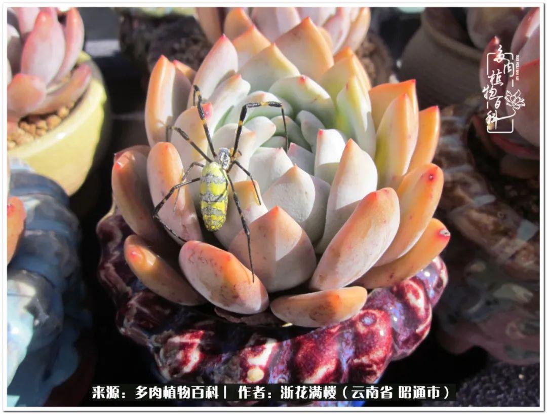 多肉植物白眉_多肉白眉好養嗎_白眉多肉的品種