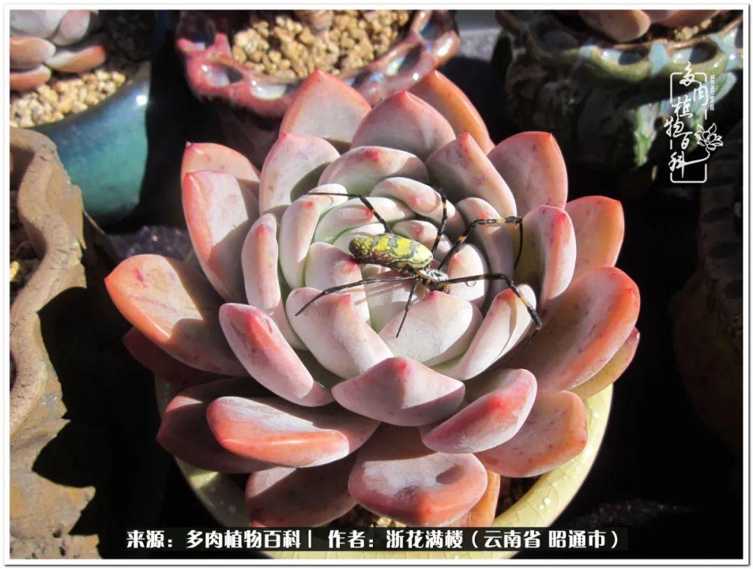 白眉多肉的品種_多肉白眉好養嗎_多肉植物白眉