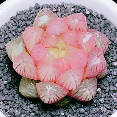 適合家里養的旺財多肉植物_旺財多肉植物風水_旺財的多肉