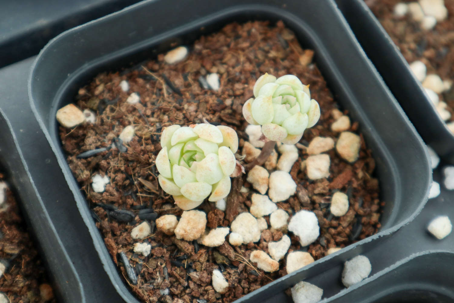 多肉植物有什么用?_植物多肉用有機肥料_多肉植物用什么植料