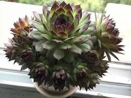 室內養植物多肉適合什么花盆_室內養植物多肉適合什么土壤_哪些多肉植物適合在室內養