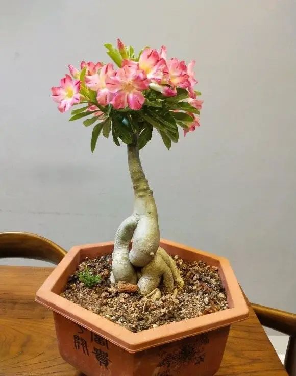 玫瑰花多肉植物_多肉玫瑰花_多肉玫瑰系列哪些值得養
