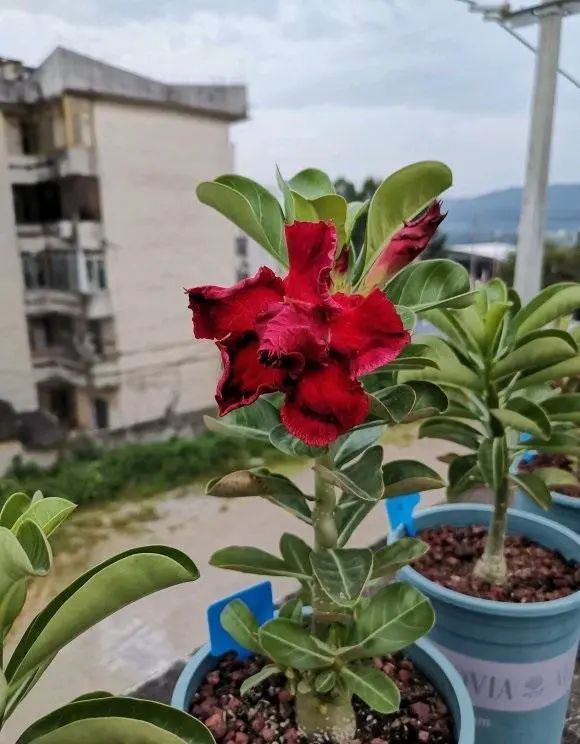 玫瑰花多肉植物_多肉玫瑰系列哪些值得養_多肉玫瑰花