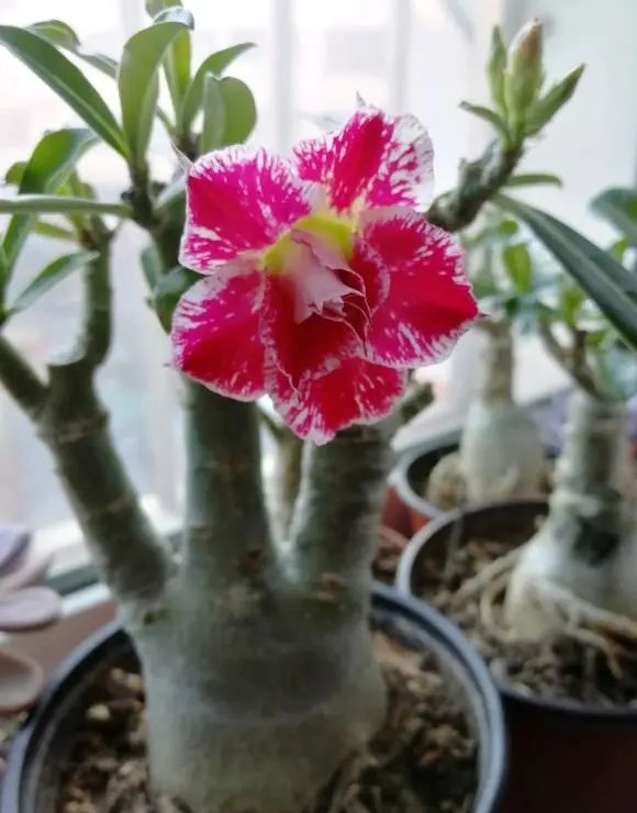 多肉玫瑰花_玫瑰花多肉植物_多肉玫瑰系列哪些值得養
