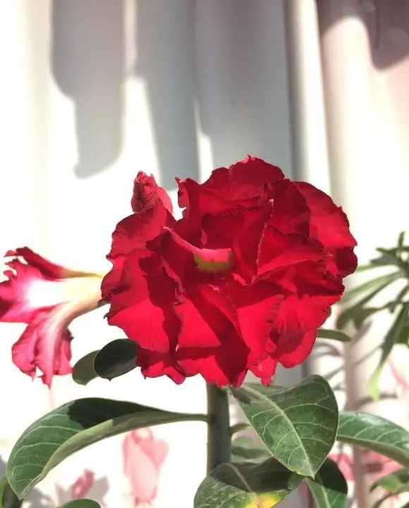 多肉玫瑰花_多肉玫瑰系列哪些值得養_玫瑰花多肉植物