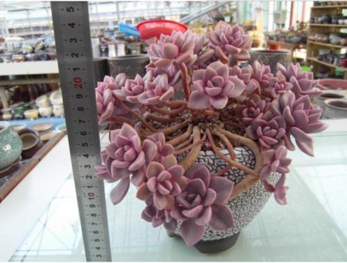 粉色多肉花_粉色多肉品種_粉色多肉怎么養