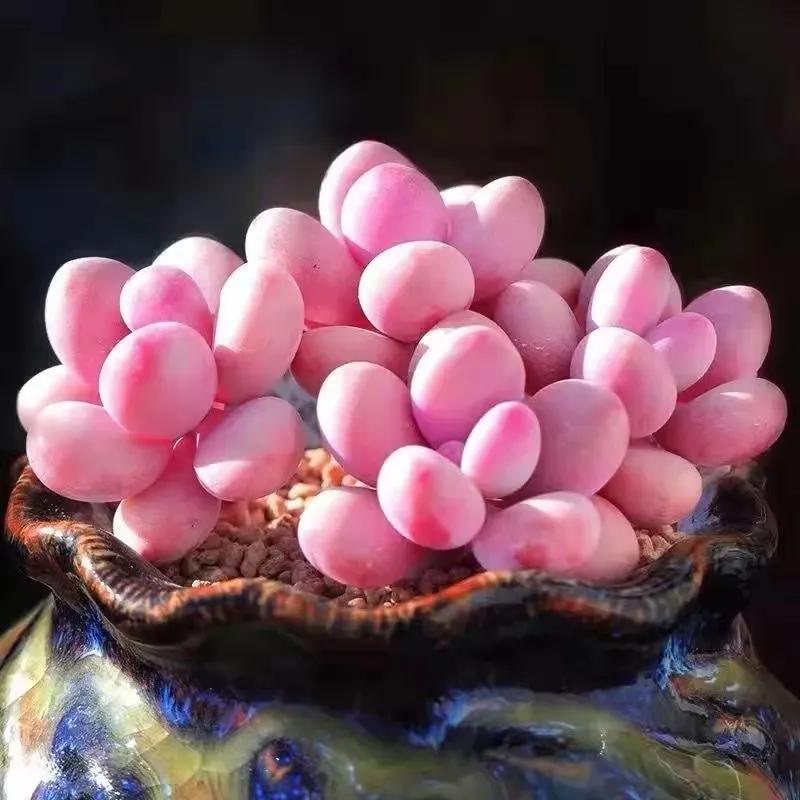 植物多肉大概多長時(shí)間澆一次水_多肉大植物圖片及名稱_多肉植物大的