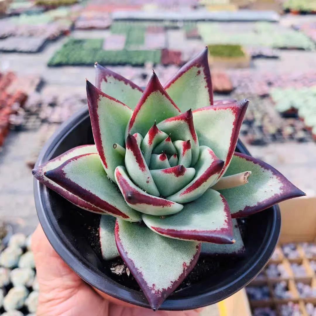多肉植物大的_多肉大植物圖片及名稱_植物多肉大概多長時(shí)間澆一次水