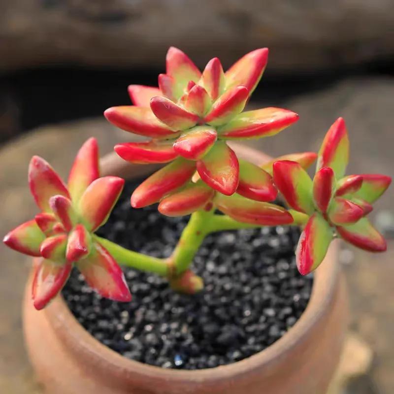 植物多肉大概多長時(shí)間澆一次水_多肉植物大的_多肉大植物圖片及名稱