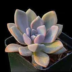 植物多肉大概多長時(shí)間澆一次水_多肉大植物圖片及名稱_多肉植物大的