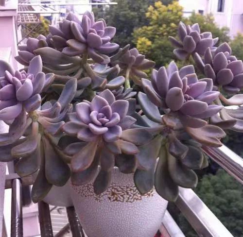 植物多肉大概多長時(shí)間澆一次水_多肉大植物圖片及名稱_多肉植物大的