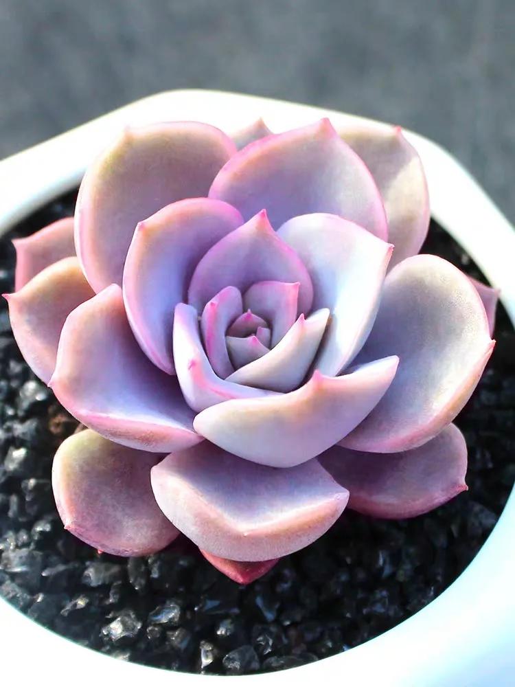 植物多肉大概多長時(shí)間澆一次水_多肉植物大的_多肉大植物圖片及名稱