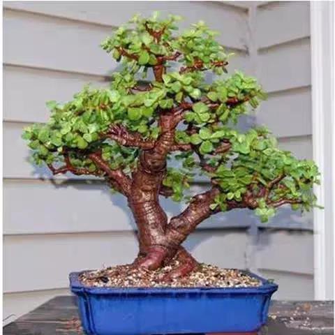 多肉植物大的_植物多肉大概多長時(shí)間澆一次水_多肉大植物圖片及名稱