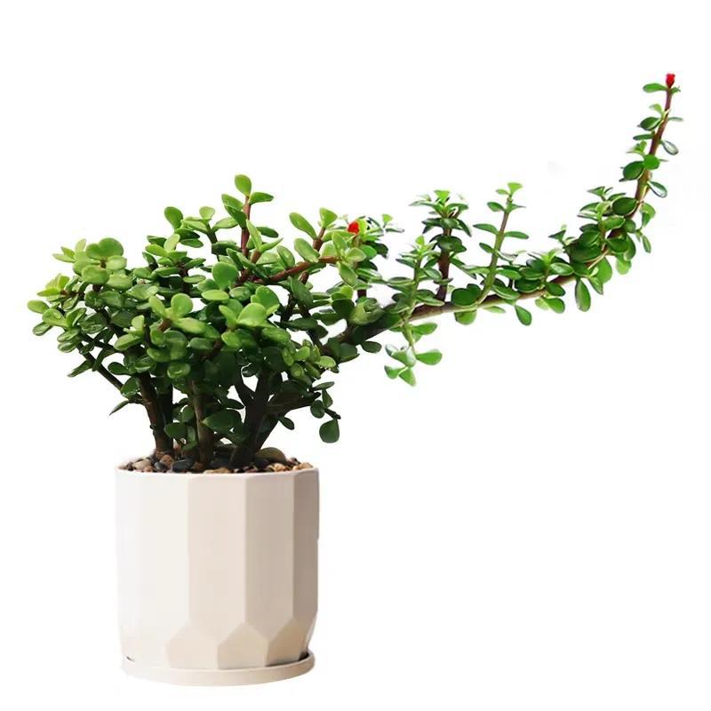 多肉植物大的_多肉大植物圖片及名稱_植物多肉大概多長時(shí)間澆一次水