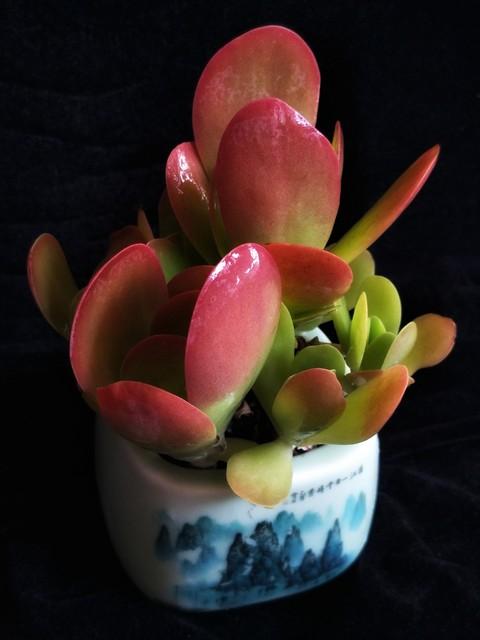 植物多肉大概多長時(shí)間澆一次水_多肉大植物圖片及名稱_多肉植物大的