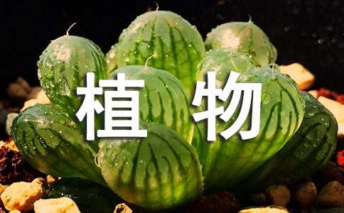 小熊掌多肉的花語_多肉小熊掌怎么養殖方法_小熊掌多肉植物的花