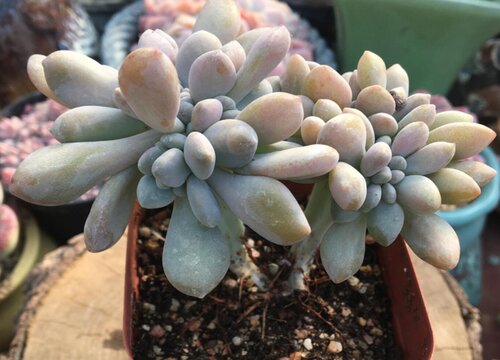 多肉花的別名叫什么_多肉植物叫什么花_多肉花的學名是什么