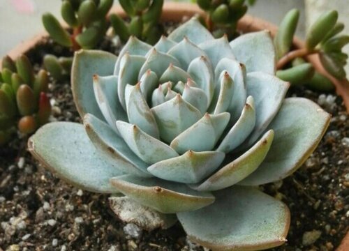 多肉植物叫什么花_多肉花的別名叫什么_多肉花的學名是什么