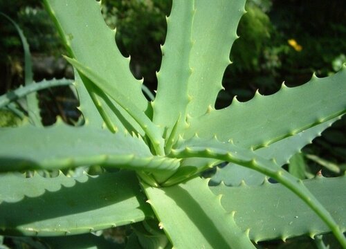 多肉植物叫什么花_多肉花的學名是什么_多肉花的別名叫什么