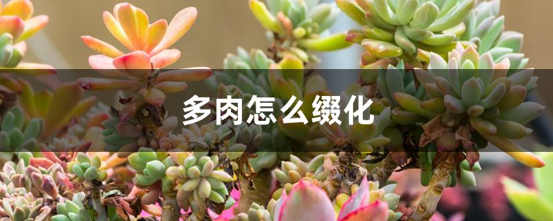 花店植物多肉好養嗎_多肉植物花店_多肉花店擺放設計圖片