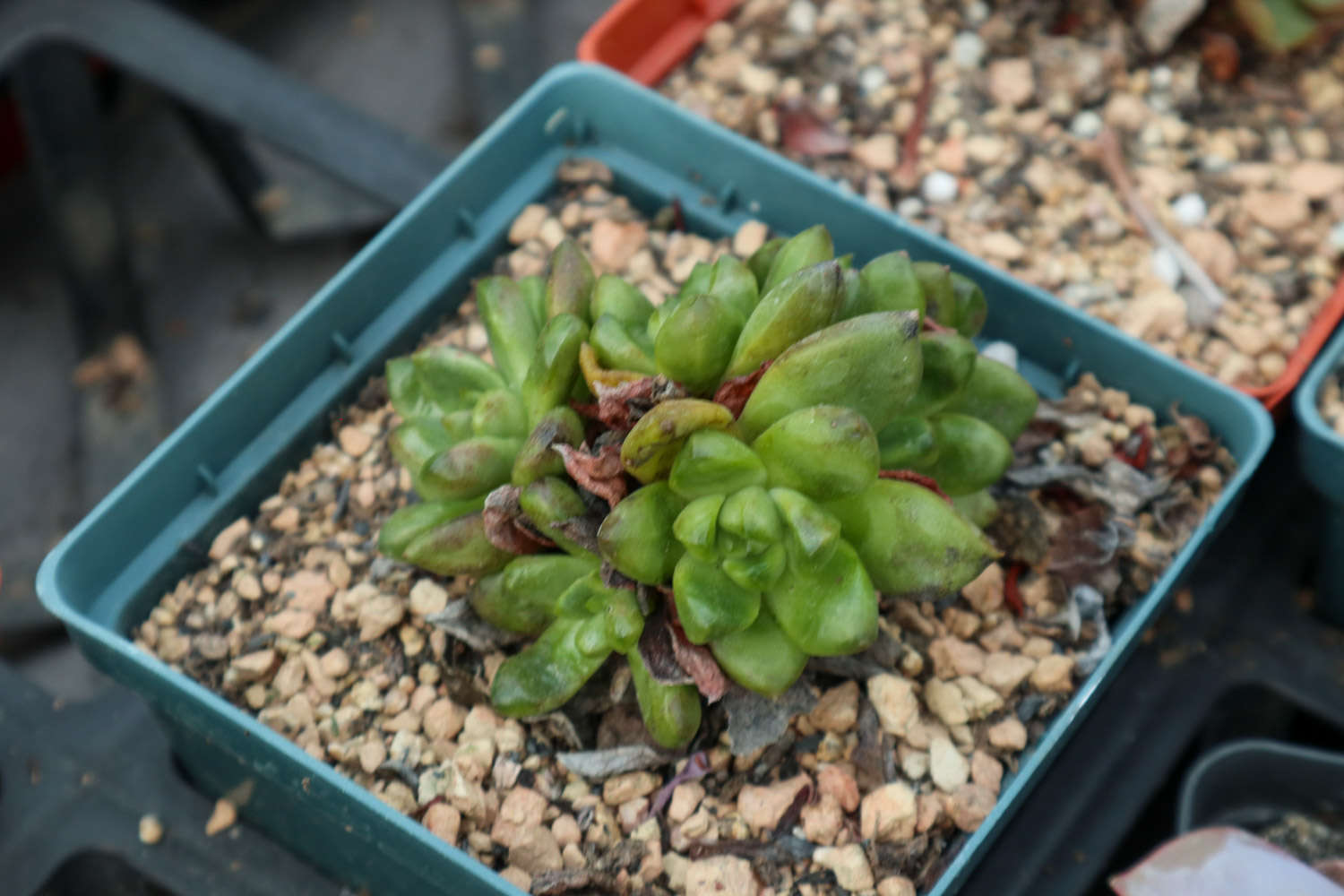 多肉花店擺放設計圖片_多肉植物花店_花店植物多肉好養嗎