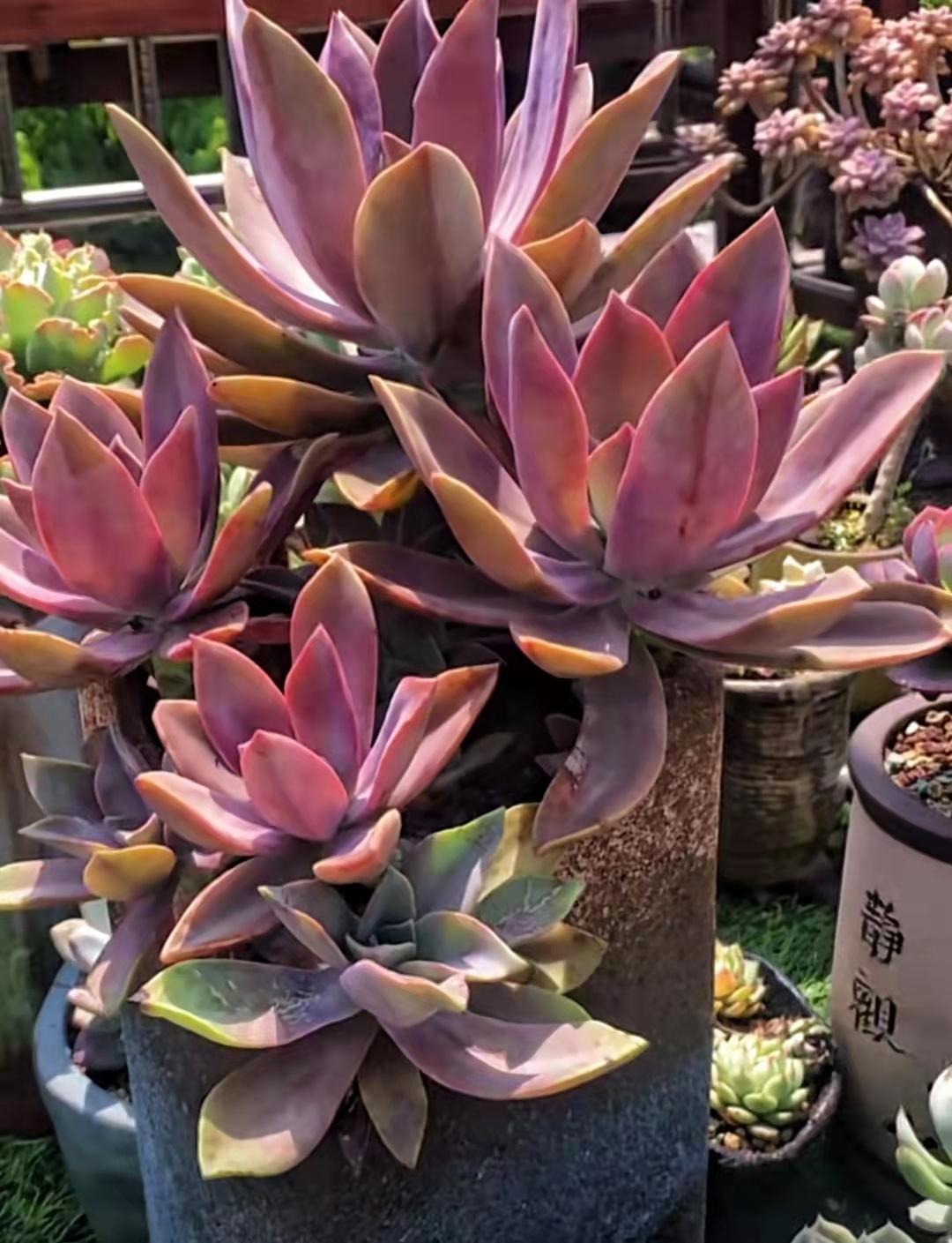 多肉植物里面是什么_多肉植物真的有毒嗎_多肉植物都有什么樣的