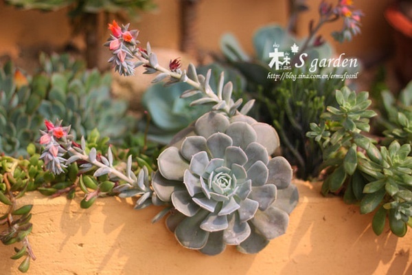 多肉的土壤怎么配_配制多肉土壤_多肉植物土壤怎么配
