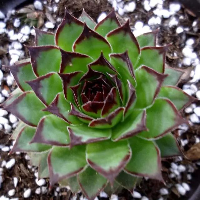 觀音蓮植物多肉養護方法_觀音蓮植物多肉養護注意事項_觀音蓮多肉植物怎么養護