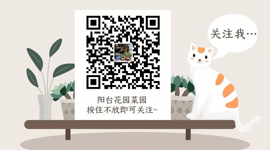 觀音蓮植物多肉養護注意事項_觀音蓮多肉植物怎么養護_觀音蓮植物多肉養護方法