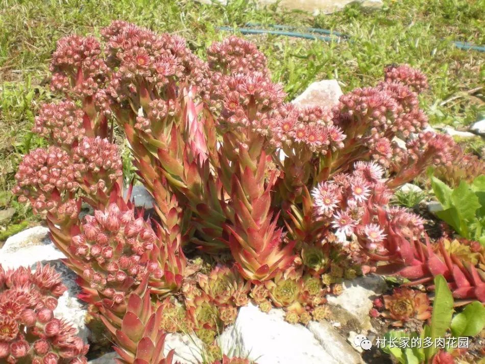 開花死的多肉_多肉開花會死嗎_開花后會死亡的多肉植物
