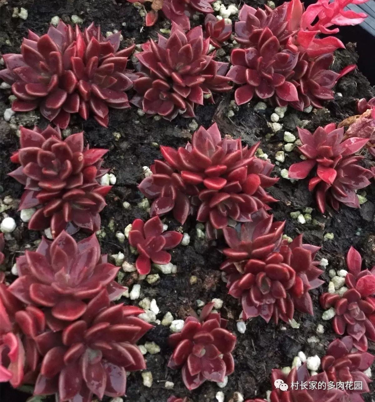 開花死的多肉_多肉開花會死嗎_開花后會死亡的多肉植物