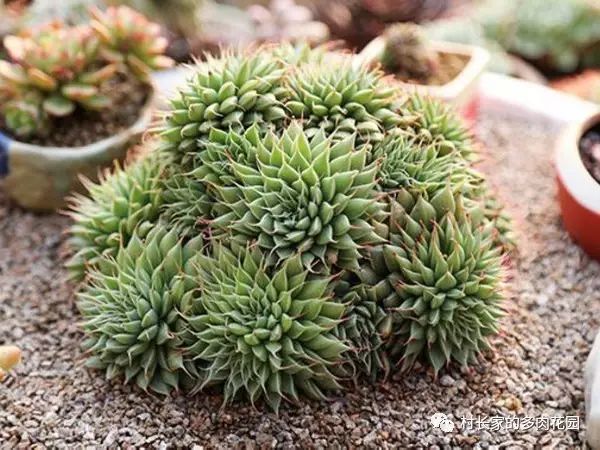 多肉開花會死嗎_開花死的多肉_開花后會死亡的多肉植物