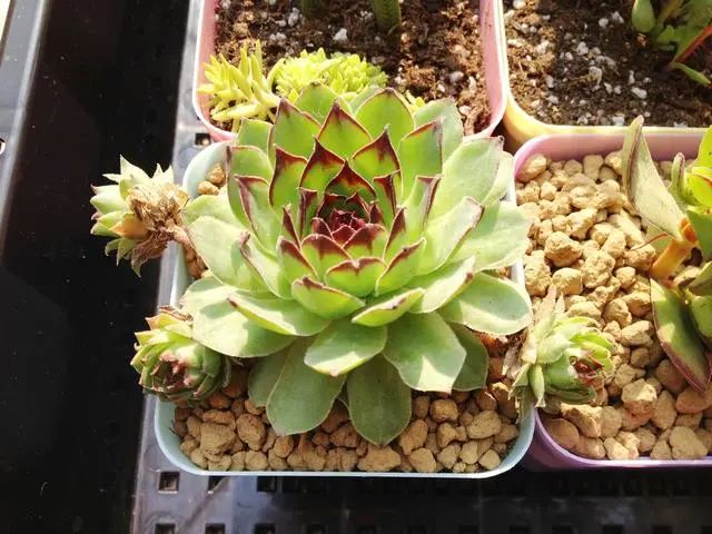 多肉爆芽素_多肉爆芽素真的有用嗎_沒有優芽素是怎么讓多肉爆側芽