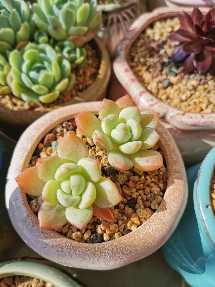 大紅袍多肉好養嗎_多肉大紅袍植物怎么養_多肉植物大紅袍的養殖