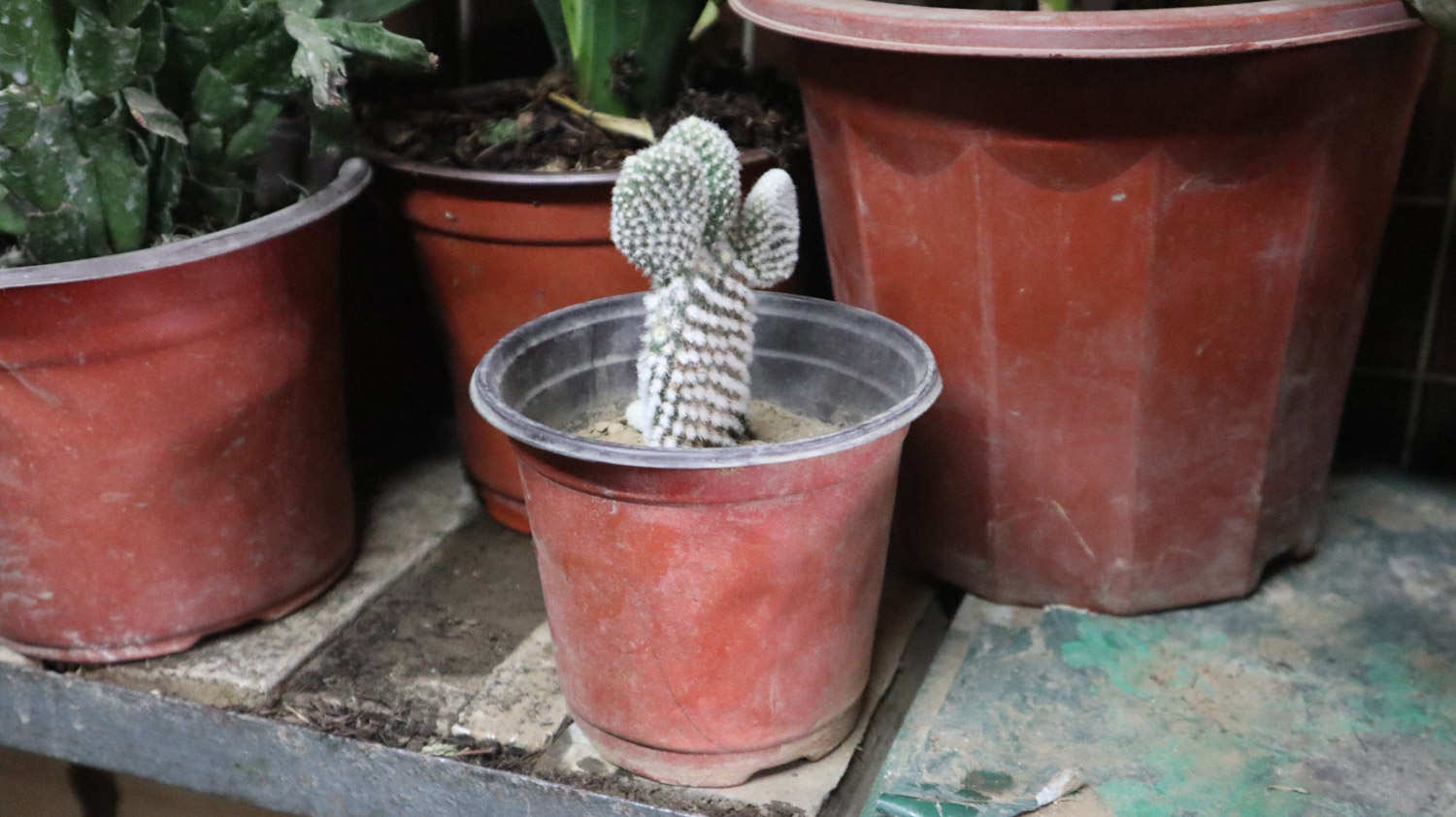 仙人掌多肉_仙人掌多久澆一次_觀音掌與仙人掌的圖片