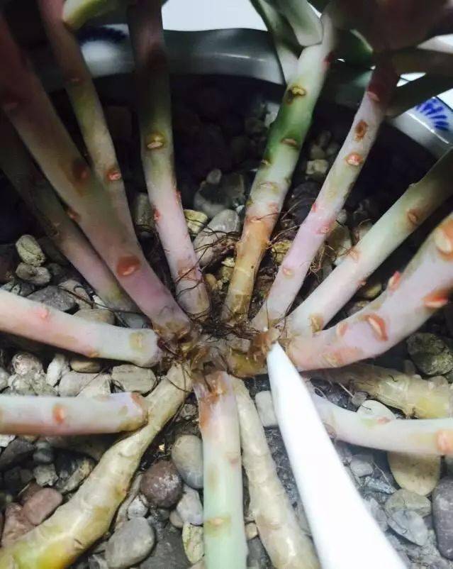 多肉黃麗怎么養成老樁_如何養黃麗多肉_多肉黃麗的養殖方法和注意事項