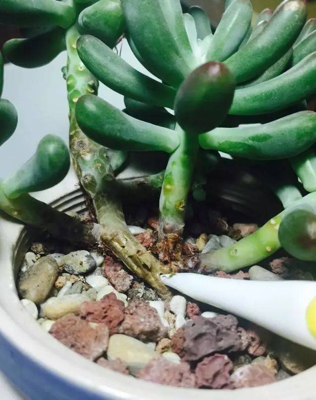 多肉黃麗的養殖方法和注意事項_如何養黃麗多肉_多肉黃麗怎么養成老樁