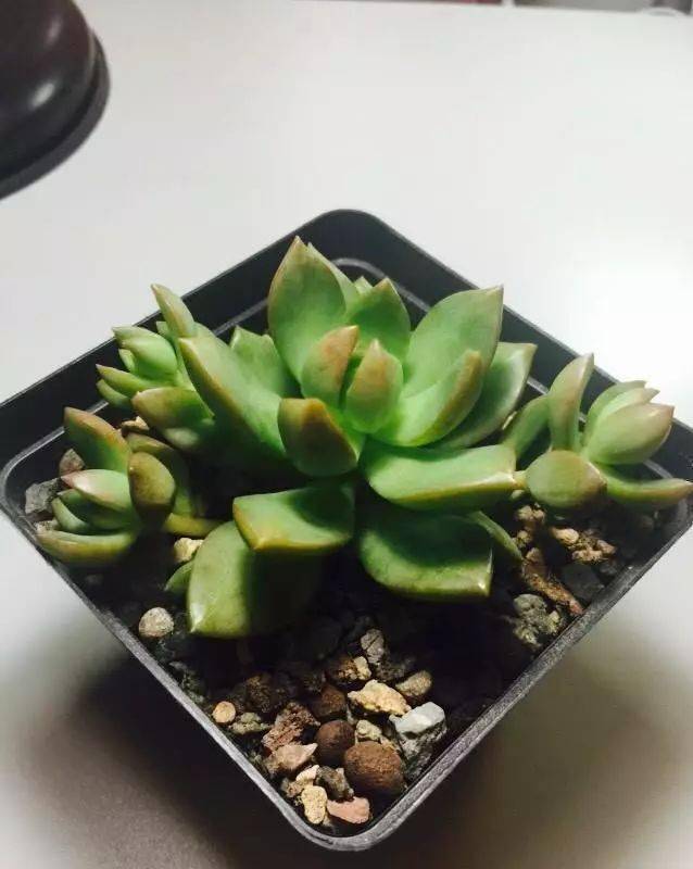 如何養黃麗多肉_多肉黃麗怎么養成老樁_多肉黃麗的養殖方法和注意事項